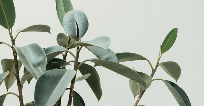 Acupuncture - Balance and Reset